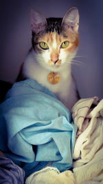 Close-up portrait of cat sitting on bed