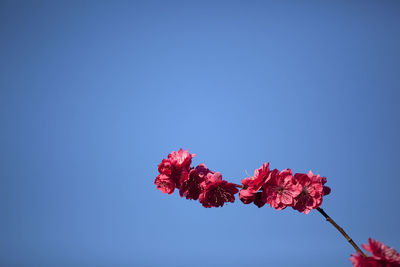 Low angle view of pink flowers on branch