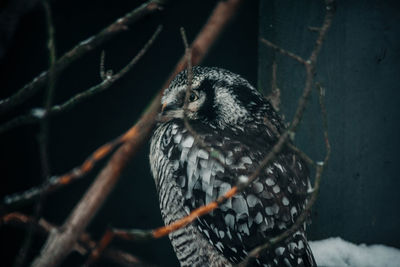 Close-up of bird perching on branch
