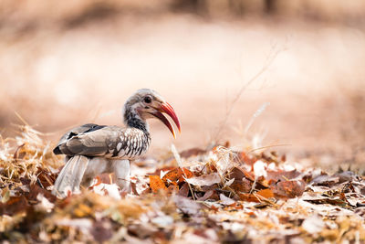 Close-up of a bird on dry leaves