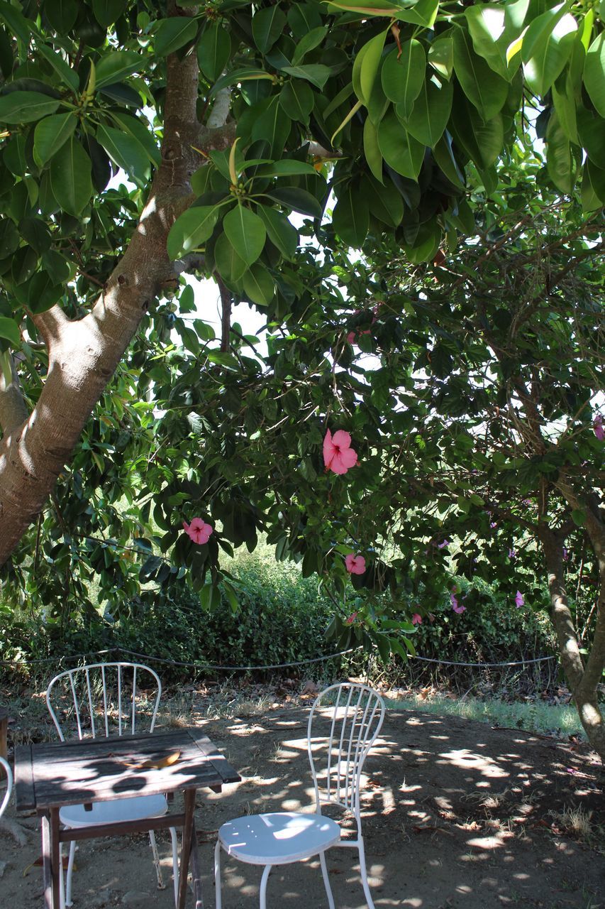 plant, tree, growth, nature, beauty in nature, day, flower, flowering plant, pink color, freshness, leaf, plant part, outdoors, no people, chair, seat, table, green color, fragility, vulnerability, flower head