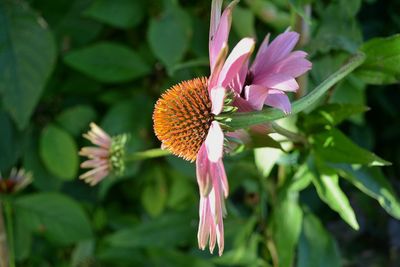 Close-up of pink flower blooming outdoors