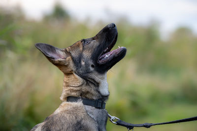 Close-up of a dog looking away