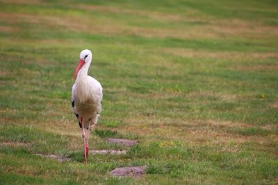 View of a bird on field