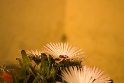 Close-up of flowers against blurred background