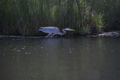 High angle view of gray heron in lake