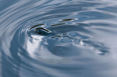 High angle view of fish swimming in lake