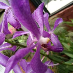 Close-up of purple flower