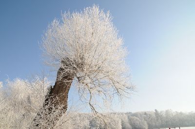 Low angle view of tree against blue sky