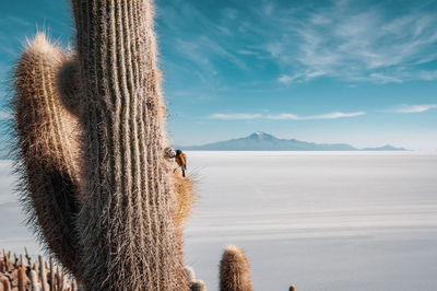 Side view of bird perching on cactus in desert