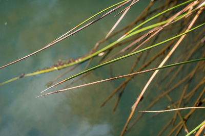 Close-up of raindrops on plant