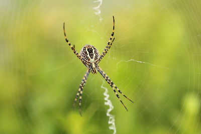 Close-up of spider on web