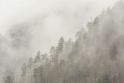 Trees in foggy weather