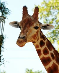 Close-up of a giraffe