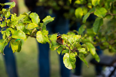 Close-up of insect on plant