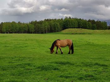 pasture