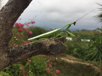 Close-up of insect on plant