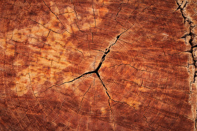 Full frame shot of tree stump