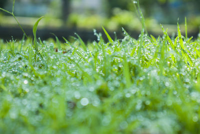 Close-up of wet grass