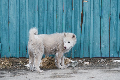 Dog standing on field