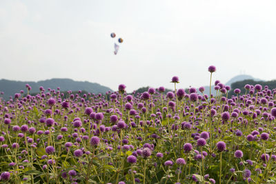 Close-up of purple poppy flowers blooming on field against sky