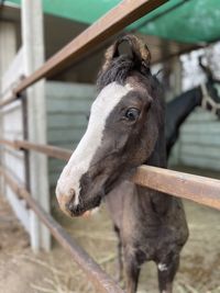 Close-up of a horse in ranch