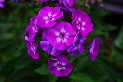 Close-up of pink flowers