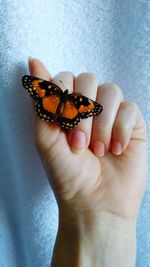 Close-up of butterfly on hand