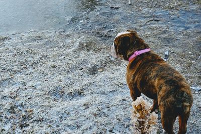 Low section of dog on beach