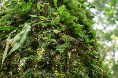 Close-up of moss growing on tree trunk