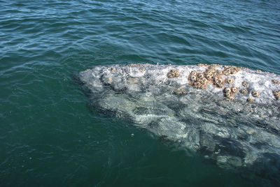 Grey whales in their winter birthing lagoon at adolfo lopez mateos in baja california