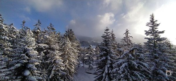 Snow covered pine trees against sky