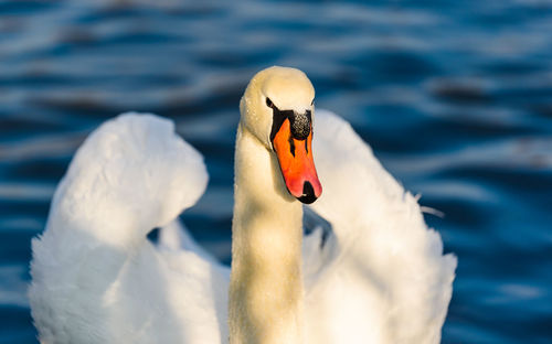 Close-up of swan floating in water
