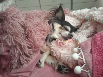 High angle view of dog sleeping on bed