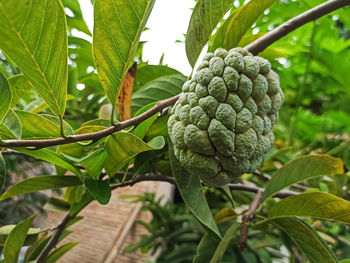 Close-up of berries growing on tree