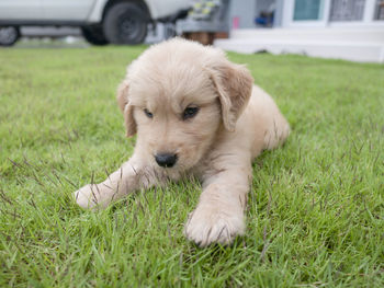 Dog looking away on field