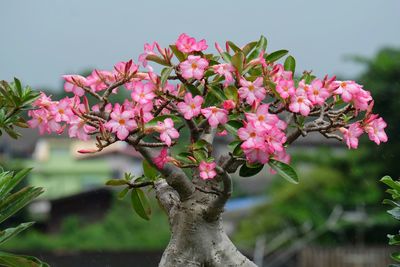 Close-up of pink flowers