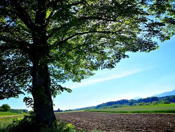 Scenic view of agricultural field against sky