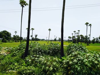 Plants growing on field against sky