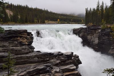 Scenic view of waterfall in forest