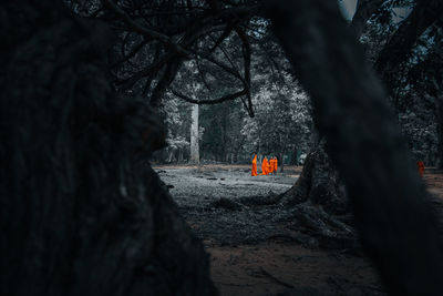 Trees and plants growing on land