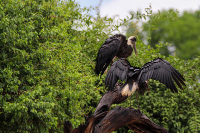 Wooly- necked storks, perched on a log, drying off, after a rain storm. mkuze game reserve. 