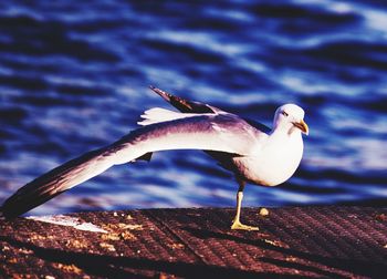 Close-up of seagull against the sea