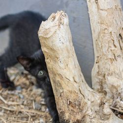 Close-up of a cat