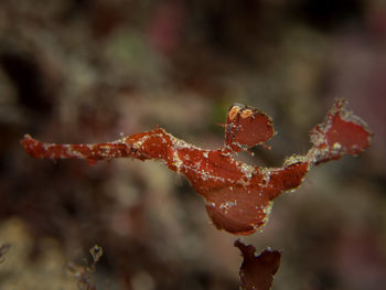 Close-up of wet plant during winter