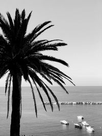 Palm trees on beach against clear sky