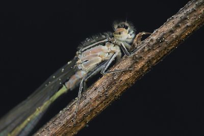 Close-up of insect over black background