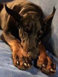 High angle view of dog sleeping