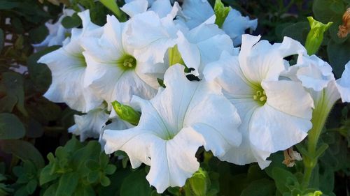 Close-up of white flowers