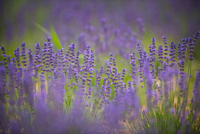 Close-up of purple flowering plants on field